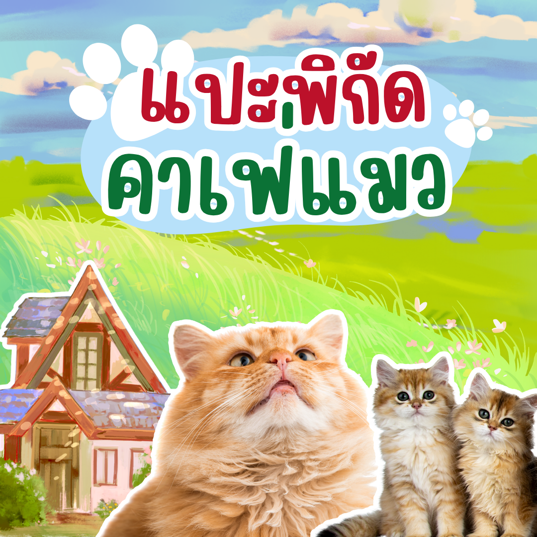 แนะนำคาเฟ่แมวในญี่ปุ่น สำหรับทาสแมวที่ไม่ควรพลาด