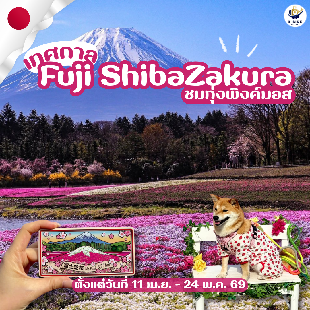 เทศกาลฟูจิชิบะซากุระ…ช่วงเวลาที่ภูเขาไฟฟูจิสวยหวานที่สุดในรอบปี